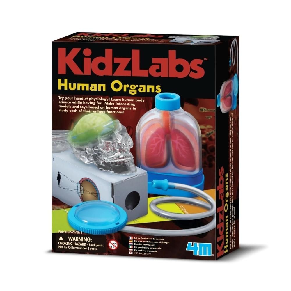 4M emberi szervek készlet