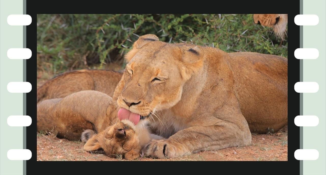 Diafilm: Állatok és kicsinyeik