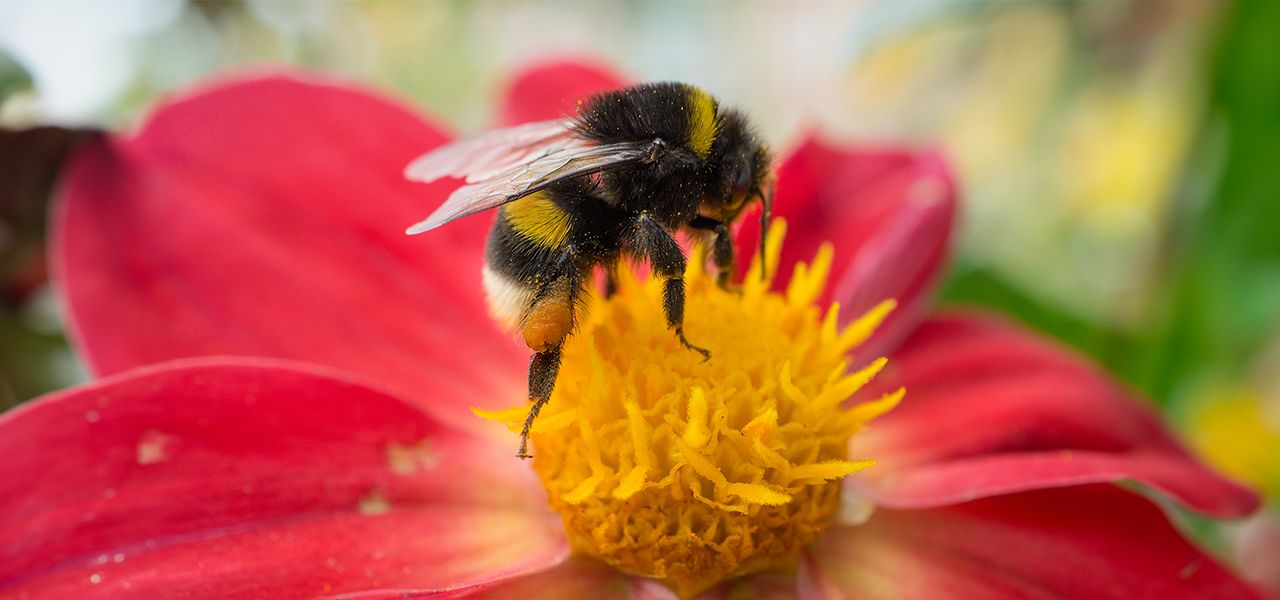 Méhecske nap: 5 fontos dolog, amit együtt tehettek a méhekért! 